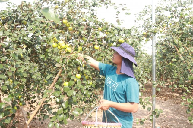 ปลูก"พุทราน้ำอ้อย"สร้างรายได้งาม