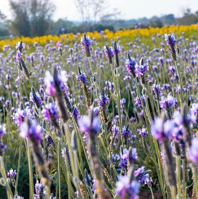 เที่ยวชมทุ่งลาเวนเดอร์ใหญ่สุดวังน้ำเขียว