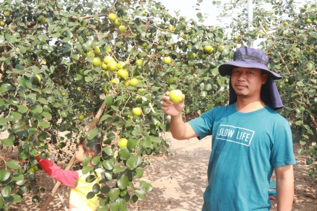 ปลูก"พุทราน้ำอ้อย"สร้างรายได้งาม