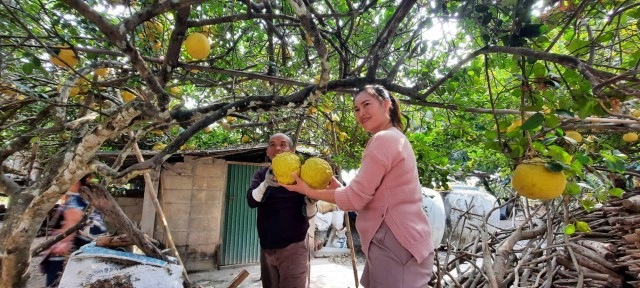 ฮือฮา! "มะนาวยักษ์" ผลใหญ่กว่าส้มโอ