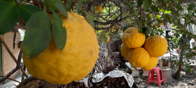 ฮือฮา! "มะนาวยักษ์" ผลใหญ่กว่าส้มโอ