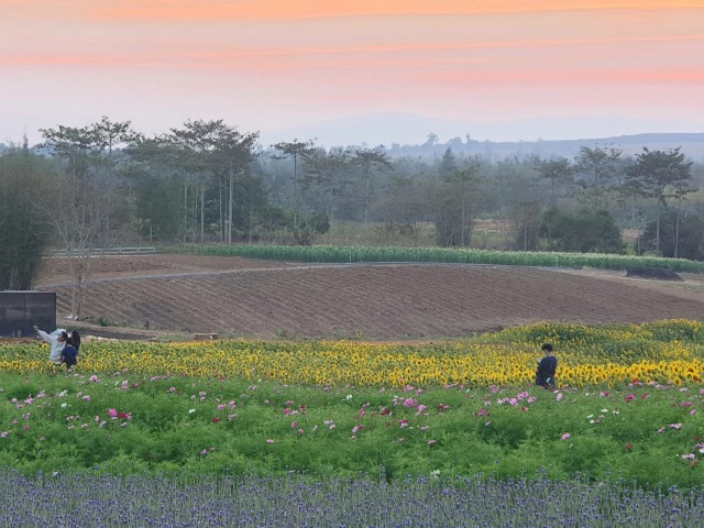 เที่ยวชมทุ่งลาเวนเดอร์ใหญ่สุดวังน้ำเขียว