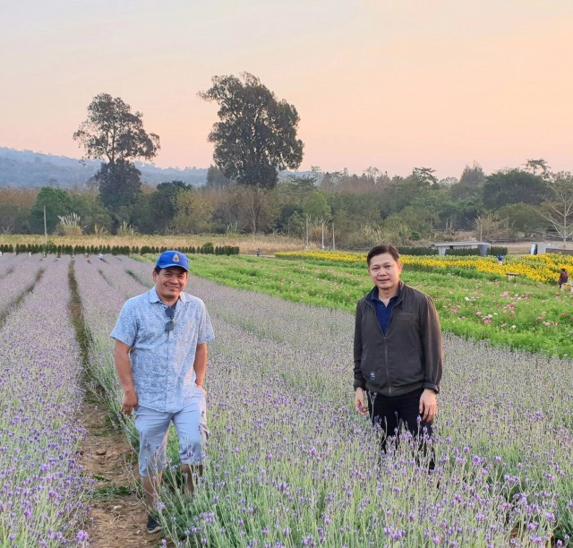 เที่ยวชมทุ่งลาเวนเดอร์ใหญ่สุดวังน้ำเขียว