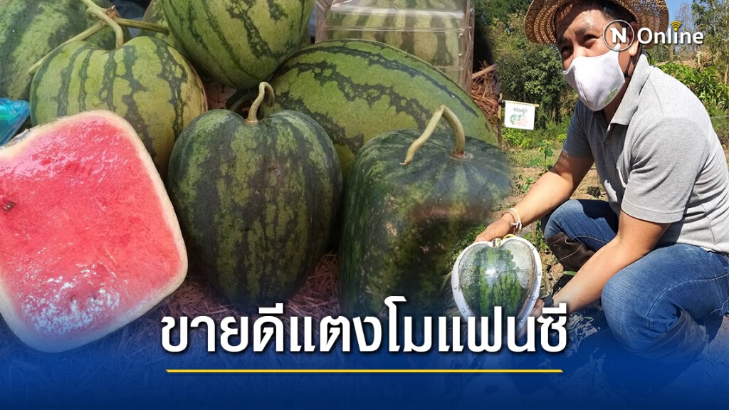 หนีแล้งปลูกแตงโมแฟนซีลูกละ1พันบาท