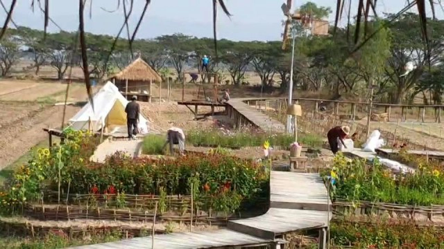 สาวพะเยาเนรมิตรที่นา8ไร่สร้างแลนด์มาร์คท่องเที่ยวใหม่