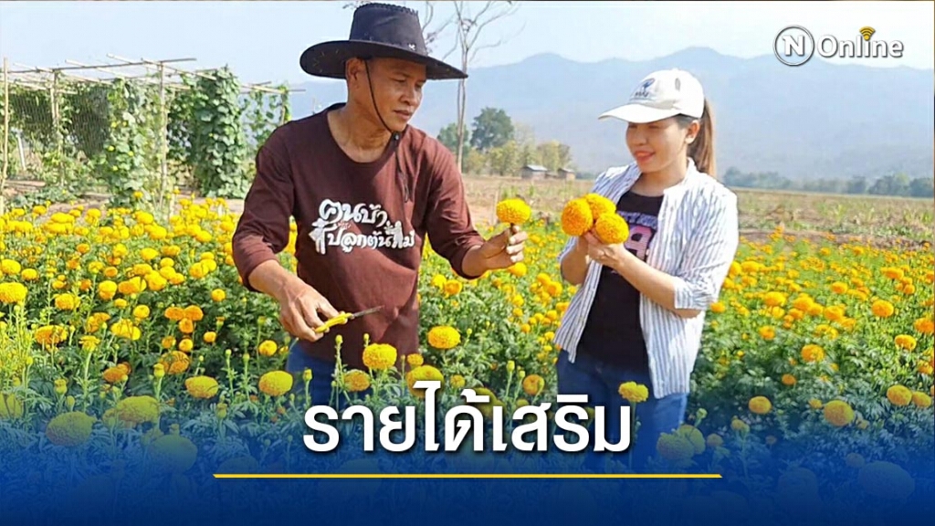 "ร.ต.อ."ใช้เวลาว่างปลูกดาวเรือง-สร้างรายได้งาม "ร.ต.อ."ใช้เวลาว่างปลูกดาวเรือง-สร้างรายได้งาม