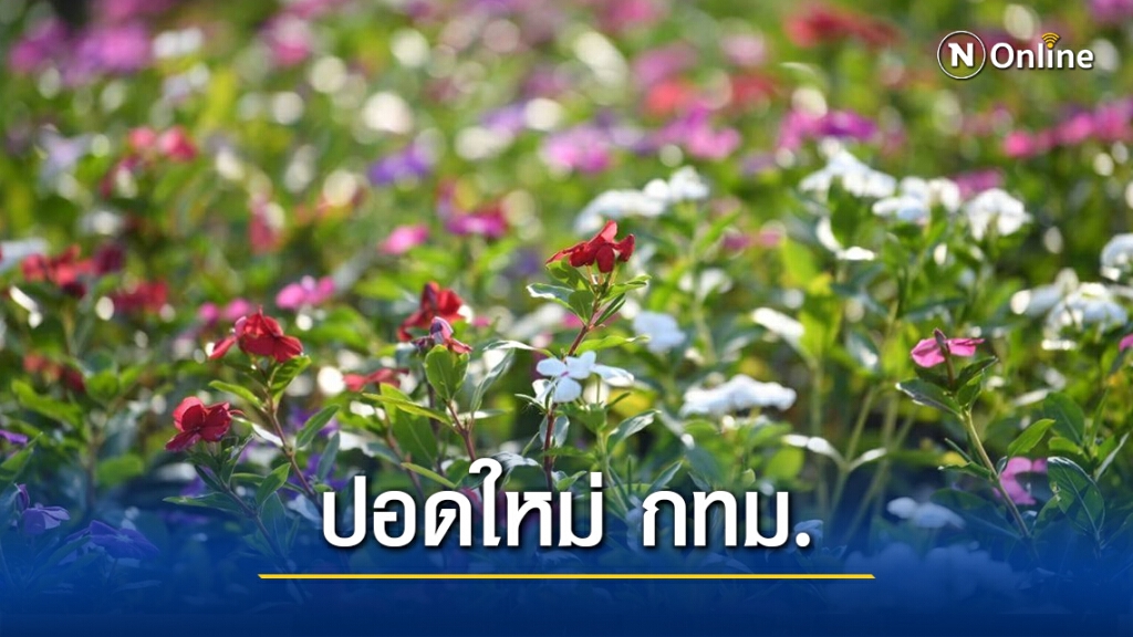 เปิดแล้ว "สวนวนาภิรมย์ร่มเกล้า" สวนสาธารณะแห่งใหม่ พร้อมทุ่งดอกแพงพวยหลากสีบนพื้นที่กว่า 4 ไร่