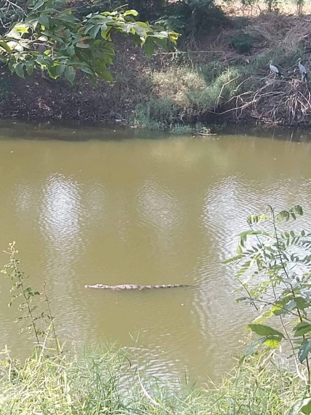 ชาวบ้านผวา! จระเข้โผล่ลำชี ลอยเหนือน้ำอาบแดด