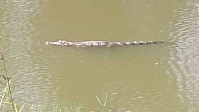 ชาวบ้านผวา! จระเข้โผล่ลำชี ลอยเหนือน้ำอาบแดด