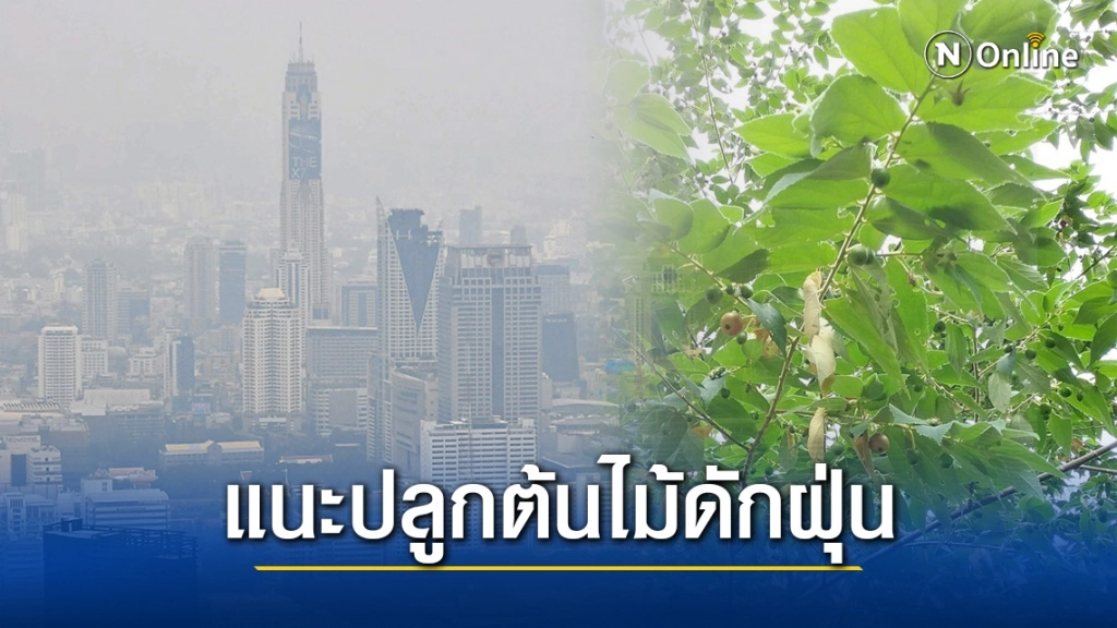 กรมอนามัยแนะปลูกต้นไม้ดักฝุ่น ‘ตะขบ- โมก-เบญจมาศ-เสน่ห์จันทร์แดง’