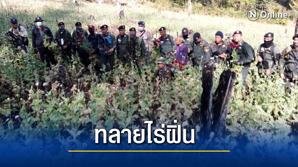 จับผู้เฒ่าวัย80ปีแอบลักลอบปลูกฝิ่น จับผู้เฒ่าวัย80ปีแอบลักลอบปลูกฝิ่น