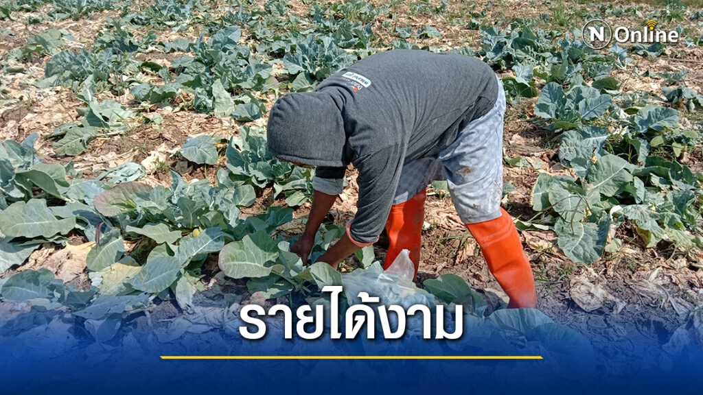 รายได้ไม่ธรรมดา ปลูกกะหล่ำดอกไร้สารพิษได้เดือนละ3หมื่น รายได้ไม่ธรรมดา ปลูกกะหล่ำดอกไร้สารพิษได้เดือนละ3หมื่น