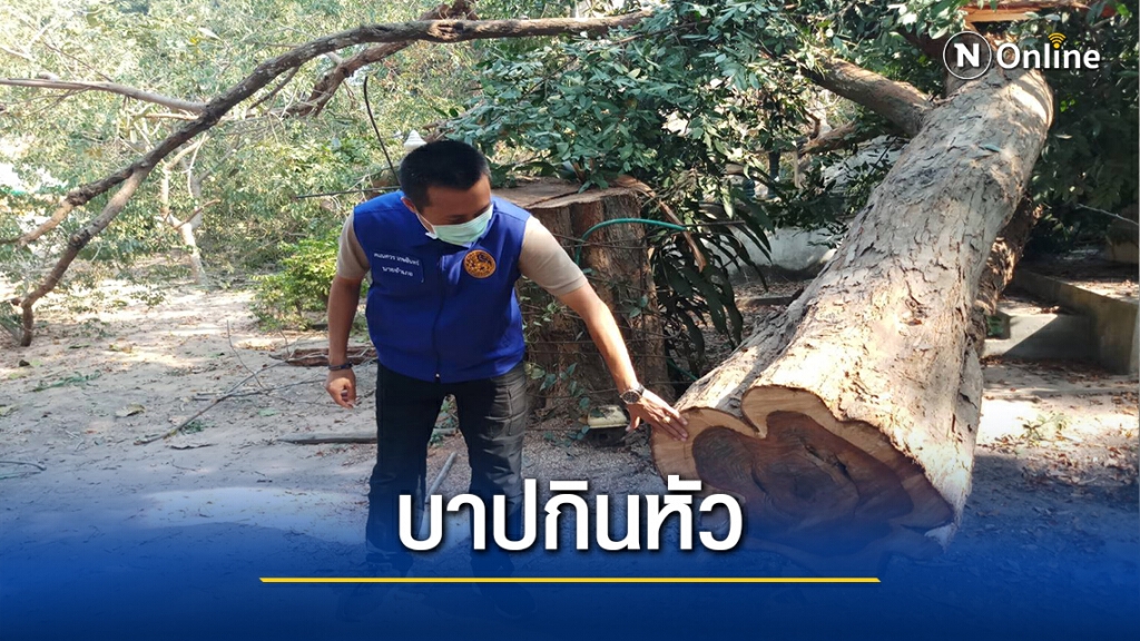 ไม่กลัวบาป แก๊งมอดไม้ลอบโค่นพะยูงอายุ100ปีในวัดกลางดึก