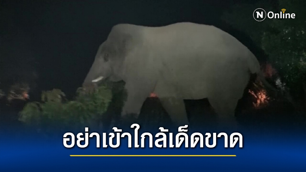 กลุ่มอนุรักษ์สัตว์ป่าฯเร่งผลักดันช้างป่าตกมันหวั่นทำร้ายปชช.