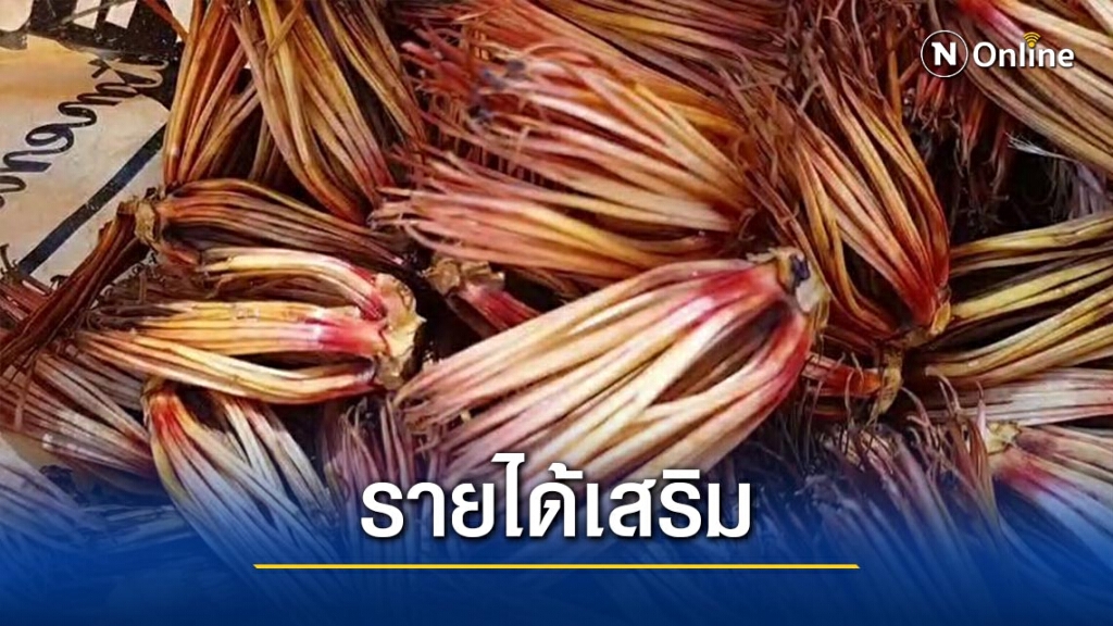 เก็บ"ดอกงิ้ว"ขายสร้างรายได้เสริมช่วงหน้าแล้ง เก็บ"ดอกงิ้ว"ขายสร้างรายได้เสริมช่วงหน้าแล้ง