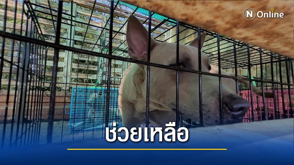 "วอชด็อก"บุกช่วยหมาจากฟาร์มสุนัขเถื่อน