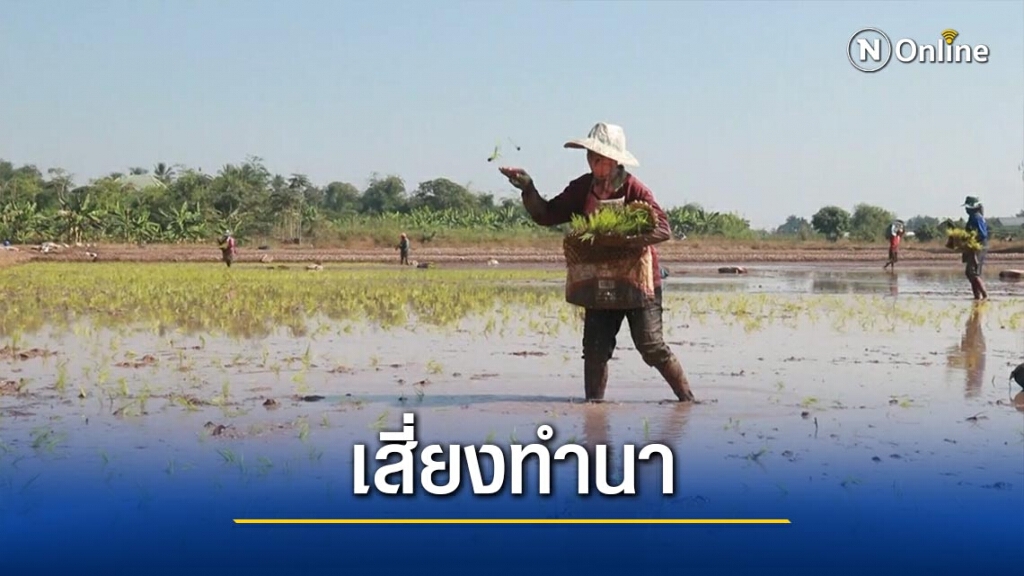 แม่น้ำยมแห้ง-เสี่ยงทำนาแบบปักดำ แม่น้ำยมแห้ง-เสี่ยงทำนาแบบปักดำ