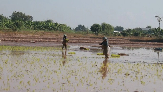 แม่น้ำยมแห้ง-เสี่ยงทำนาแบบปักดำ