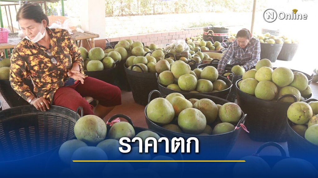พิษโควิด-ชาวสวนส้มโอพิจิตรอ่วมหนัก