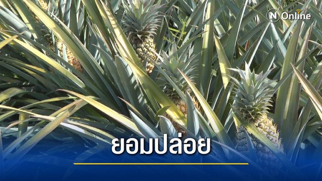 เกษตรกรปล่อย "สับปะรดภูเก็ต" สุกคาต้น หาตลาดใหม่ทดแทน
