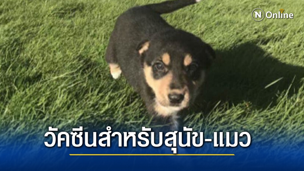 วัคซีนโควิด-19 สำหรับฉีดให้สุนัขและแมว วัคซีนโควิด-19 สำหรับฉีดให้สุนัขและแมว