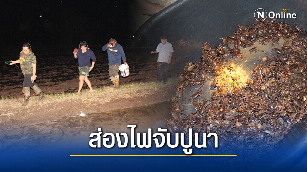 ชาวบ้านส่องไฟจับปูนาประกอบอาหาร-สร้างรายได้เสริม ชาวบ้านส่องไฟจับปูนาประกอบอาหาร-สร้างรายได้เสริม