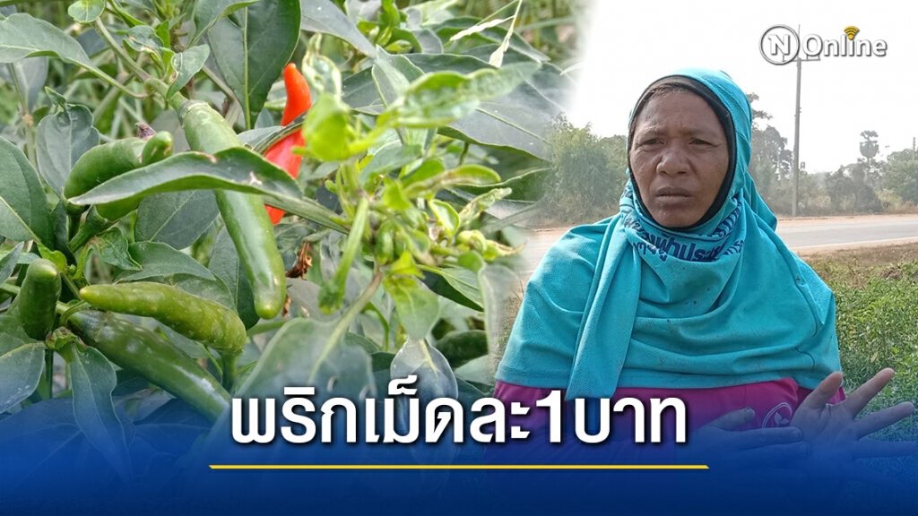 ชาวบ้านโวย พริกขี้หนูราคาพุ่ง พ่อค้า-แม่ค้าขายเม็ดละบาท