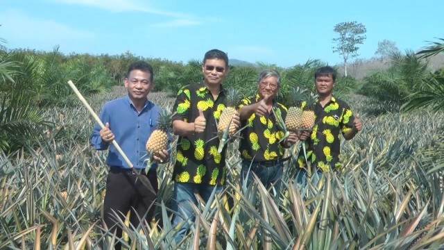 เกษตรกรปล่อย "สับปะรดภูเก็ต" สุกคาต้น หาตลาดใหม่ทดแทน