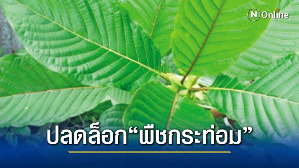 ปลดล็อก "พืชกระท่อม" จากยาเสพติด ปลดล็อก "พืชกระท่อม" จากยาเสพติด