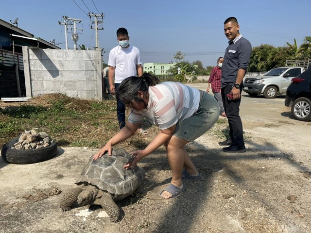 โพสต์ตามหา"เต่ายักษ์"ตัวละ 5 แสน