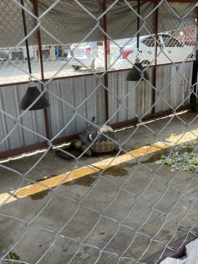 โพสต์ตามหา"เต่ายักษ์"ตัวละ 5 แสน