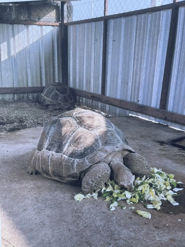 โพสต์ตามหา"เต่ายักษ์"ตัวละ 5 แสน