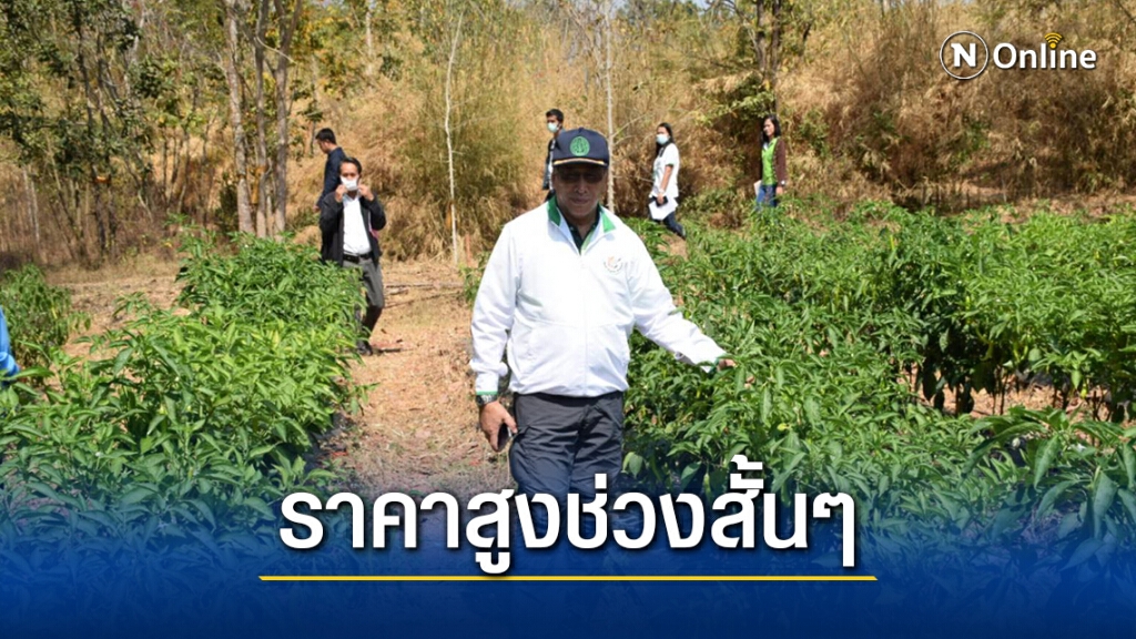 เกษตรจังหวัด คาด เดือนก.พ.ราคาพริกกลับสู่ภาวะปกติ