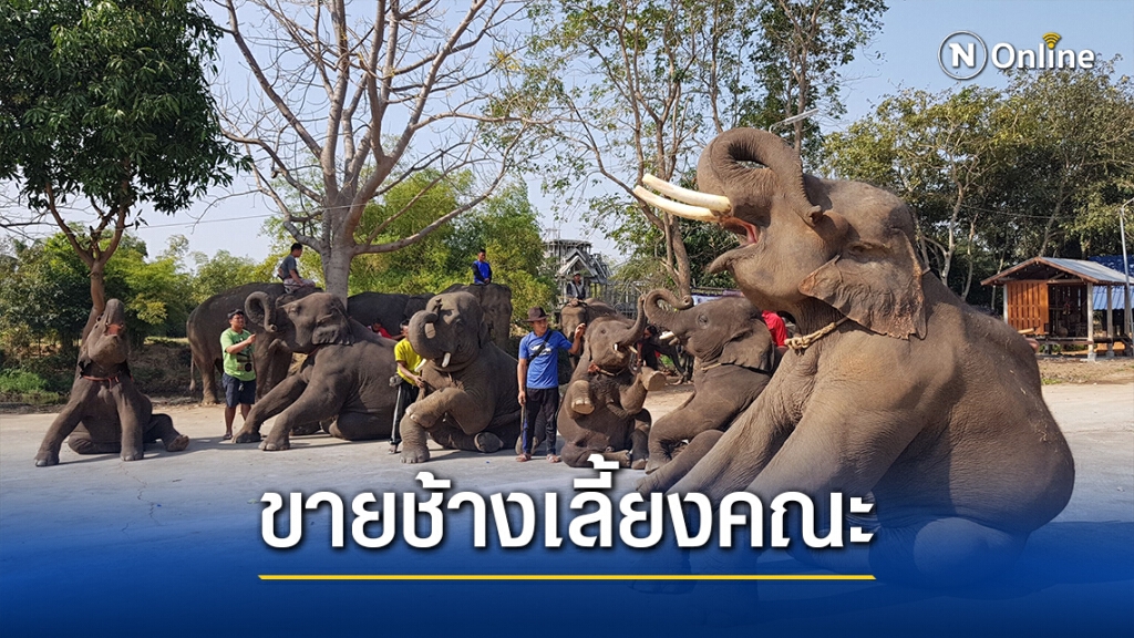 พิษโควิด!จ่อปิดตำนานหมู่บ้านคนเลี้ยงช้างบ้านค่ายหมื่นแผ้ว