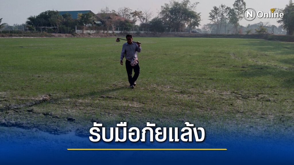 กาฬสินธุ์แล้งใช้น้ำทิ้งจากบ่อกุ้งหล่อเลี้ยงข้าวนาปรัง กาฬสินธุ์แล้งใช้น้ำทิ้งจากบ่อกุ้งหล่อเลี้ยงข้าวนาปรัง