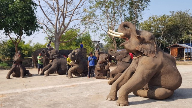 พิษโควิด!จ่อปิดตำนานหมู่บ้านคนเลี้ยงช้างบ้านค่ายหมื่นแผ้ว
