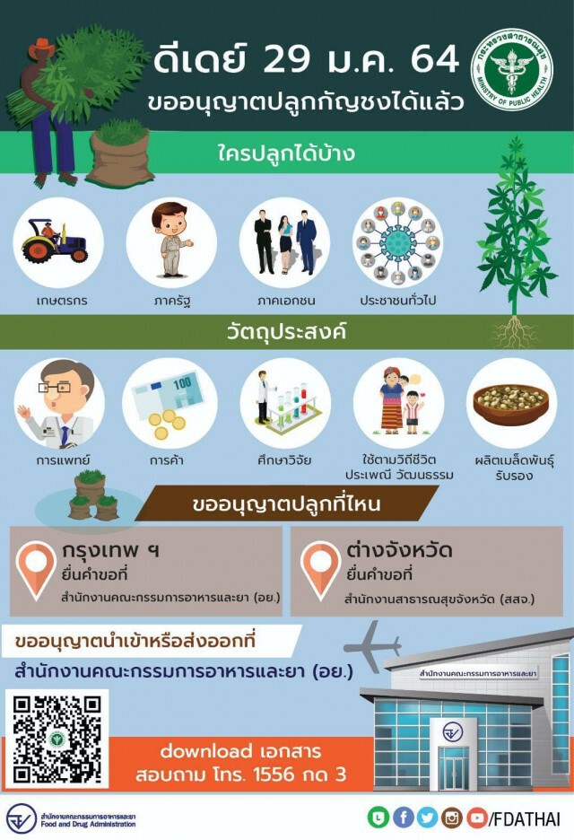 ดีเดย์! 29 ม.ค. 64 ขออนุญาตปลูกกัญชงได้แล้ว