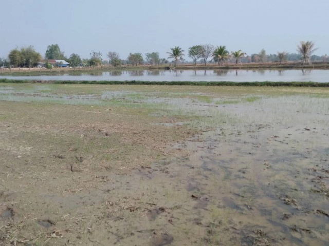 กาฬสินธุ์แล้งใช้น้ำทิ้งจากบ่อกุ้งหล่อเลี้ยงข้าวนาปรัง