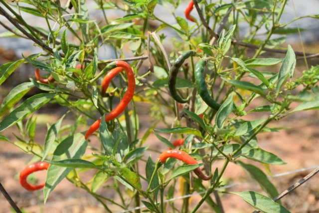 เกษตรจังหวัด คาด เดือนก.พ.ราคาพริกกลับสู่ภาวะปกติ