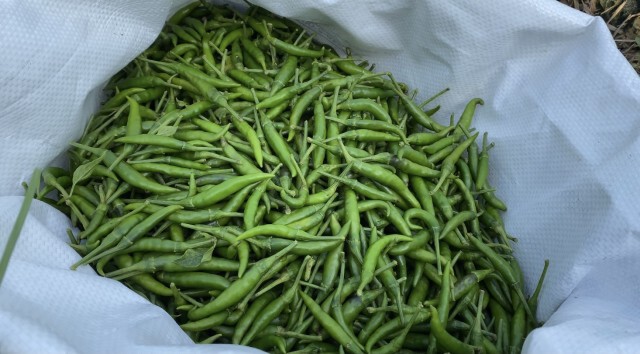 พริกราคาดีเกษตรกรยิ้มออก ชดเชยปีที่แล้วแค่กิโลละ12บาท