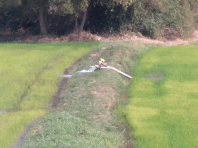 กาฬสินธุ์แล้งใช้น้ำทิ้งจากบ่อกุ้งหล่อเลี้ยงข้าวนาปรัง