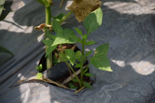 เกษตรจังหวัด คาด เดือนก.พ.ราคาพริกกลับสู่ภาวะปกติ