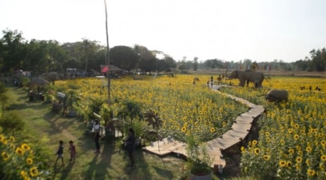 ชวนเซลฟี่ทุ่งดอกทานตะวันแลนด์มาร์คเรือนจำโคกตาบัน