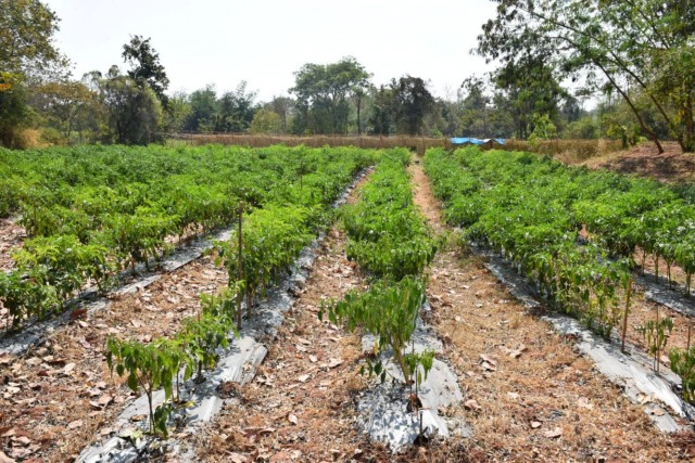 เกษตรจังหวัด คาด เดือนก.พ.ราคาพริกกลับสู่ภาวะปกติ