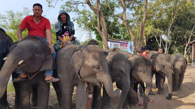 พิษโควิด!จ่อปิดตำนานหมู่บ้านคนเลี้ยงช้างบ้านค่ายหมื่นแผ้ว