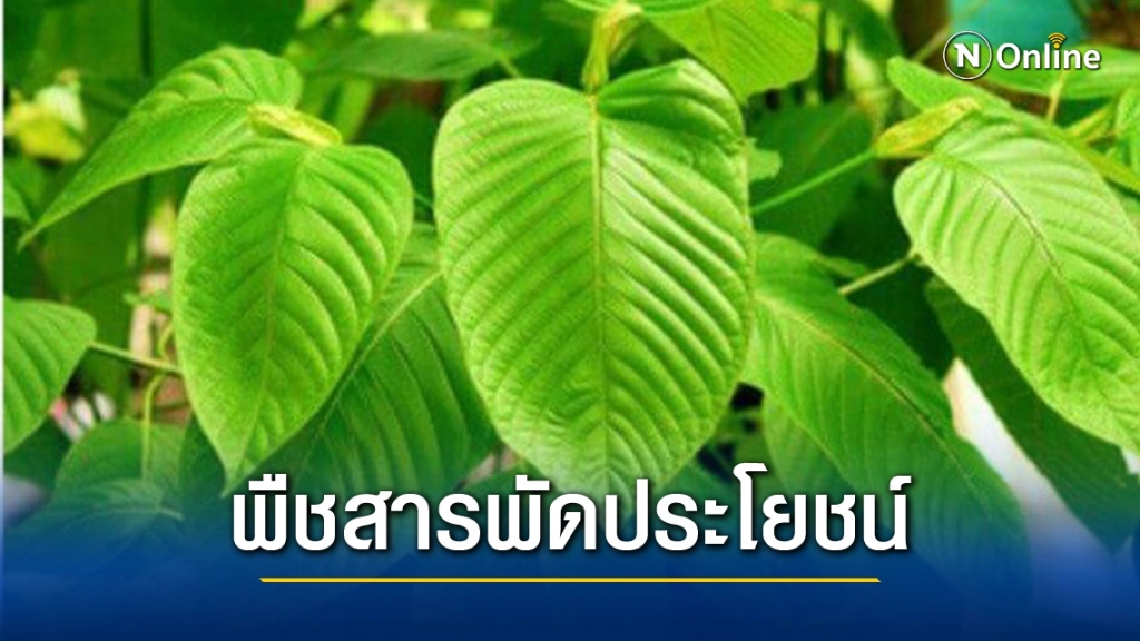 ทำความรู้จัก"พืชกระท่อม" มีสรรพคุณทางยามากกว่าที่คิด!!