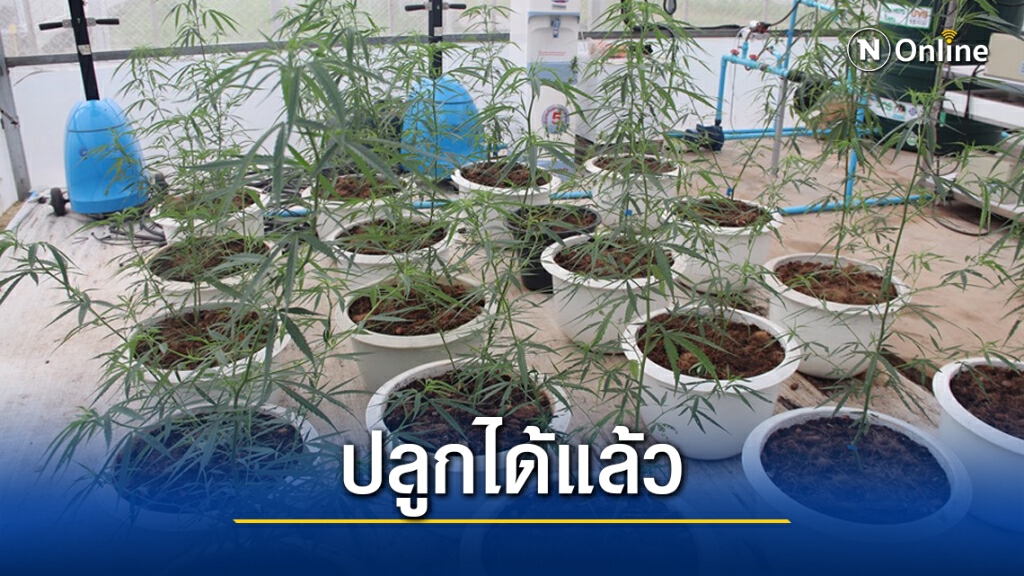 ชาวโคราชสนใจปลูกกัญชงทยอยยื่นคำขอใบอนุญาต ชาวโคราชสนใจปลูกกัญชงทยอยยื่นคำขอใบอนุญาต