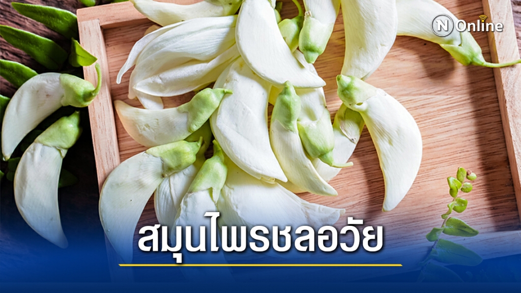รู้หรือไม่?? "ดอกแค" ผักริมรั้ว พืชสมุนไพรมีฤทธิ์ "ต้านความชรา"