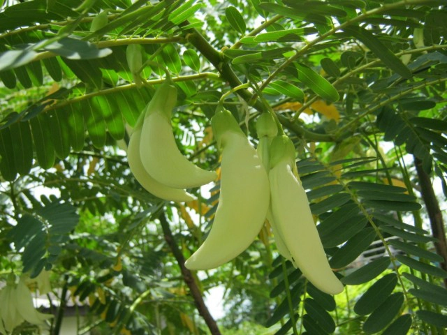 รู้หรือไม่?? "ดอกแค" ผักริมรั้ว พืชสมุนไพรมีฤทธิ์ "ต้านความชรา"