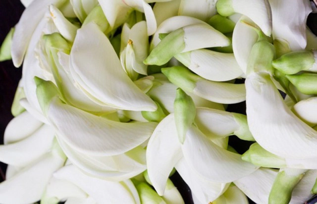 รู้หรือไม่?? "ดอกแค" ผักริมรั้ว พืชสมุนไพรมีฤทธิ์ "ต้านความชรา"